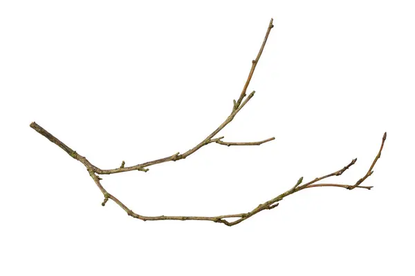 白色孤立的背景上枯萎的枝条 — 图库照片