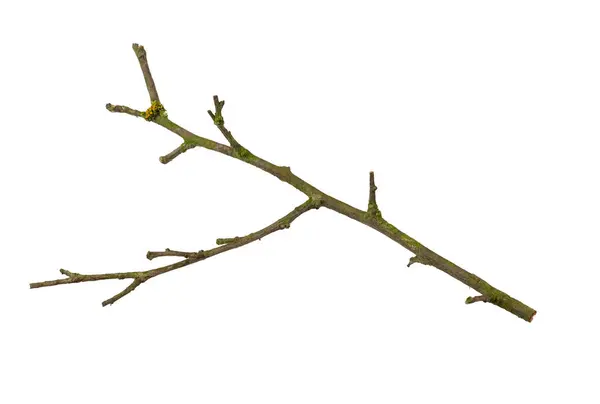 白色孤立的背景上枯萎的枝条 — 图库照片