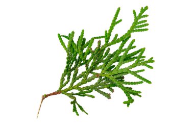 İzole edilmiş beyaz bir arka planda bir haydut dalı