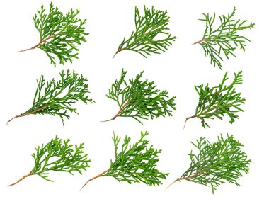 İzole edilmiş beyaz bir arka planda bir haydut dalı