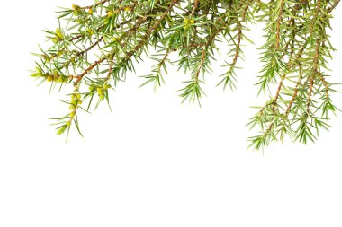 Beyaz izole arkaplanda ardıç dalları