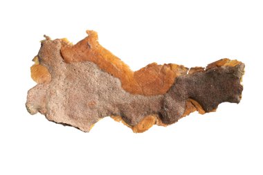 beyaz izole arkaplanda çam kabuğu