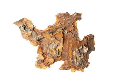 beyaz izole arkaplanda çam kabuğu