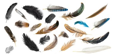 Beyaz izole arkaplanda tüyler