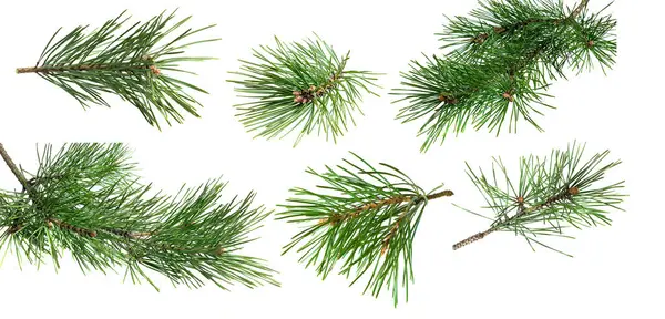 Pine Twigs White Isolated Background — Stock Photo, Image