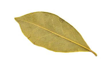 Koyun yaprakları beyaz izole arkaplanda