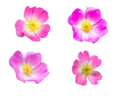 Beyaz izole arkaplanda yaban gülü