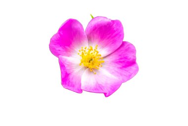 Beyaz izole arkaplanda yaban gülü