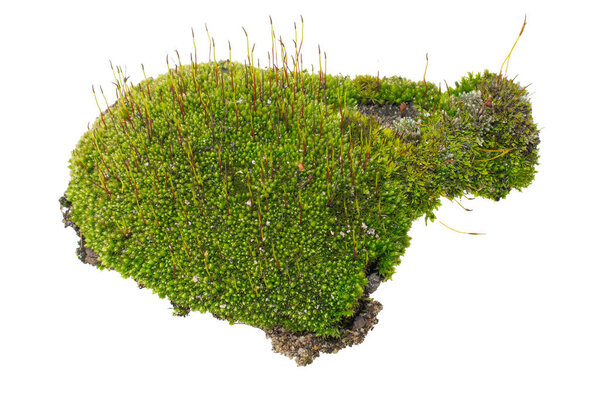 moss on white isolated background