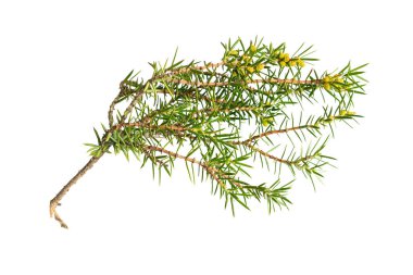 ardıç beyaz izole arkaplan