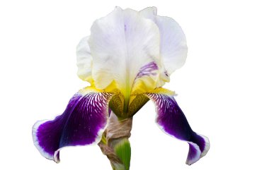 İzole edilmiş beyaz arkaplanda iris