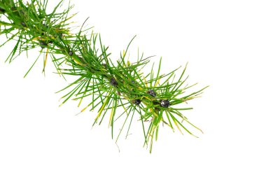 Beyaz izole arkaplanda tarla dalları