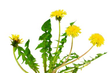 İzole edilmiş beyaz arkaplanda karahindiba