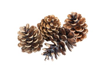 Beyaz izole arkaplanda çam kozalakları