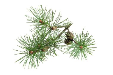 beyaz izole arkaplanda çam dalı