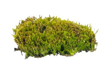 İzole edilmiş beyaz arkaplanda yosun