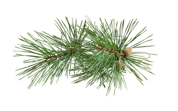 Pine Twig White Isolated Background — Stock Photo, Image
