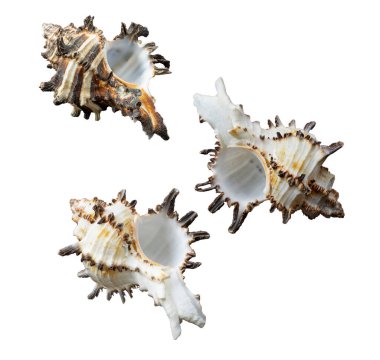 İzole edilmiş beyaz arkaplanda deniz kabuğu