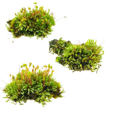 İzole edilmiş beyaz arkaplanda yosun