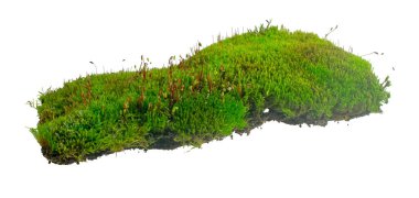İzole edilmiş beyaz arkaplanda yosun