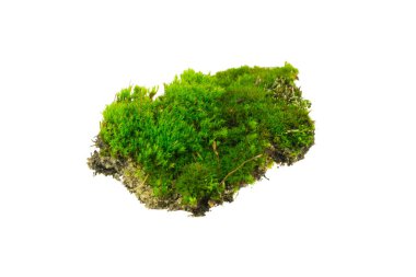 İzole edilmiş beyaz arkaplanda yosun