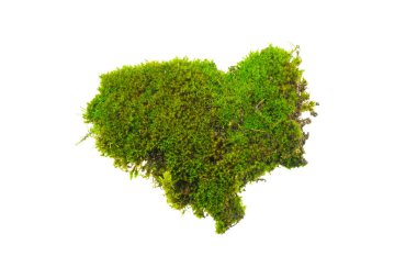 İzole edilmiş beyaz arkaplanda yosun