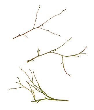 Beyaz izole arkaplanda kuru dal