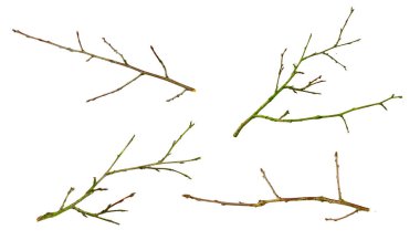 Beyaz izole arkaplanda kuru dal