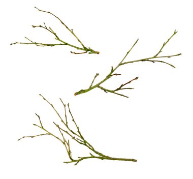 Beyaz izole arkaplanda kuru dal