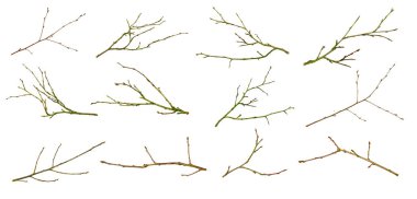 Beyaz izole arkaplanda kuru dal