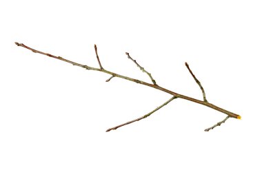 dry twig on white isolated background clipart