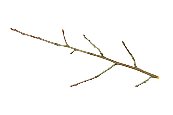 Trockener Zweig Auf Weißem Isoliertem Hintergrund — Stockfoto