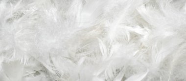 Güzel beyaz ördek tüyleri. arkaplan veya doku