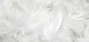 Güzel beyaz ördek tüyleri. arkaplan veya doku