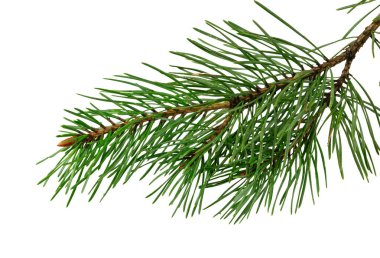 Beyaz izole bir arka planda bahar çamı