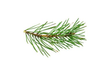 Beyaz izole bir arka planda bahar çamı