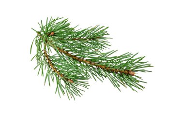 Beyaz izole bir arka planda bahar çamı