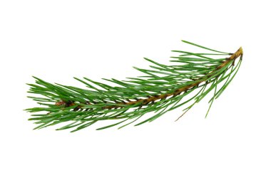 Beyaz izole bir arka planda bahar çamı