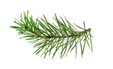 Beyaz izole bir arka planda bahar çamı