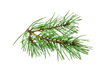 Beyaz izole bir arka planda bahar çamı