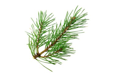 Beyaz izole bir arka planda bahar çamı