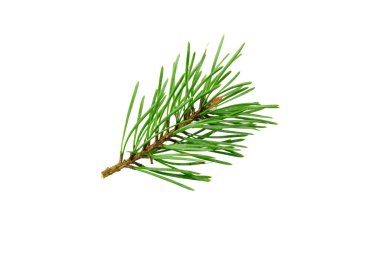 Beyaz izole bir arka planda bahar çamı