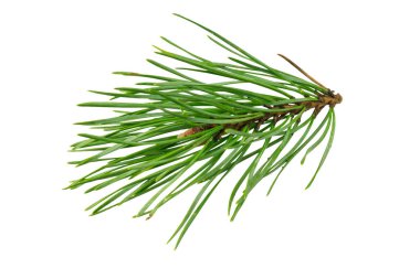 Beyaz izole bir arka planda bahar çamı