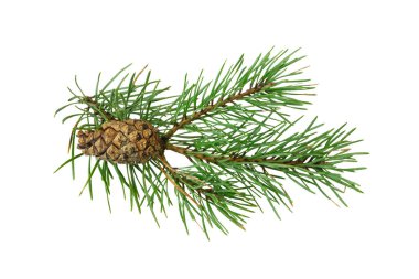 Beyaz izole bir arka planda bahar çamı