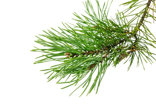 Spring Pine White Isolated Background Royalty Free Stock Photos