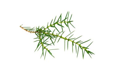 Beyaz izole bir arkaplanda ardıç dalları