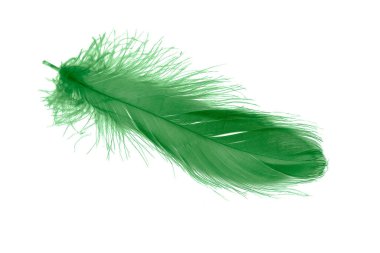 Beyaz izole arkaplanda yeşil tüyler