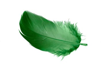 Beyaz izole arkaplanda yeşil tüyler