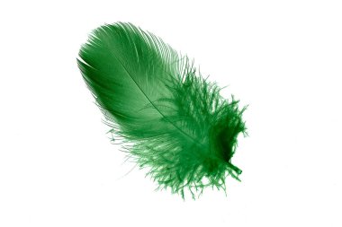 Beyaz izole arkaplanda yeşil tüyler