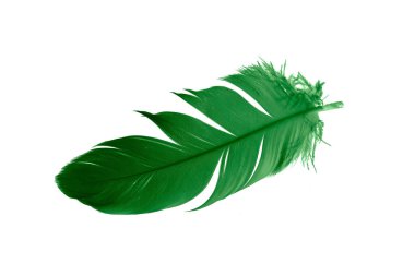 Beyaz izole arkaplanda yeşil tüyler